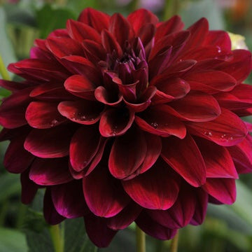 Karma Naomi Burgundy Dahlia tuber for sale