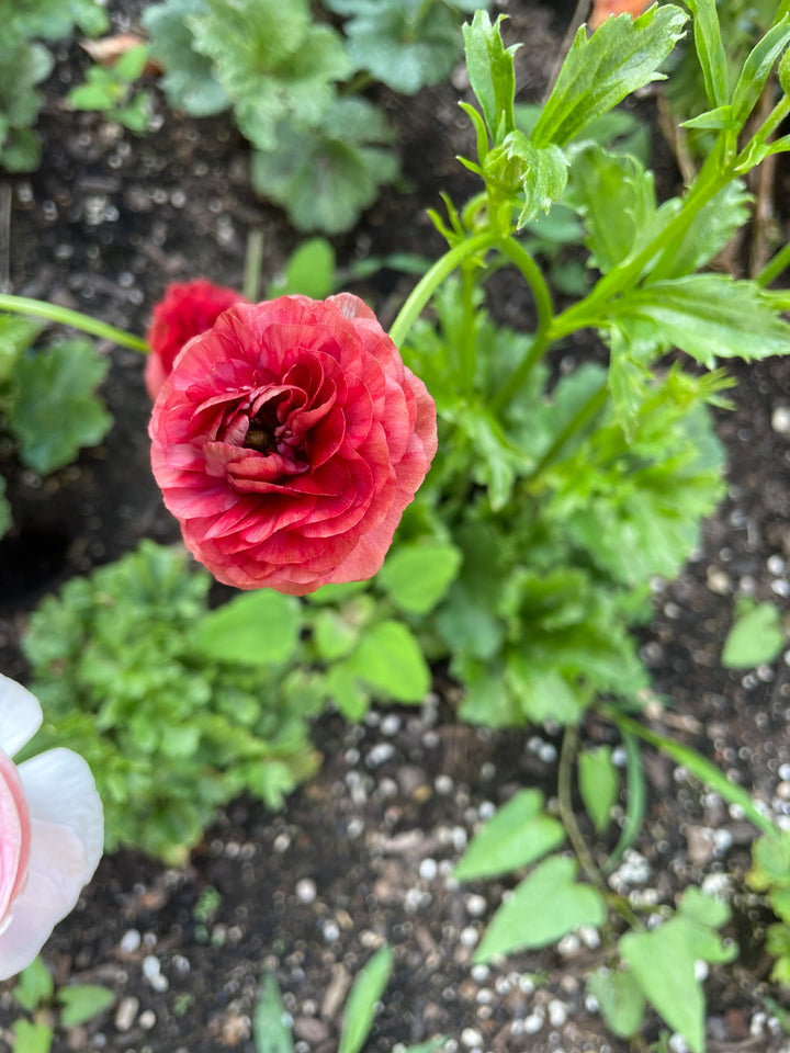 a close up of a flower in a garden