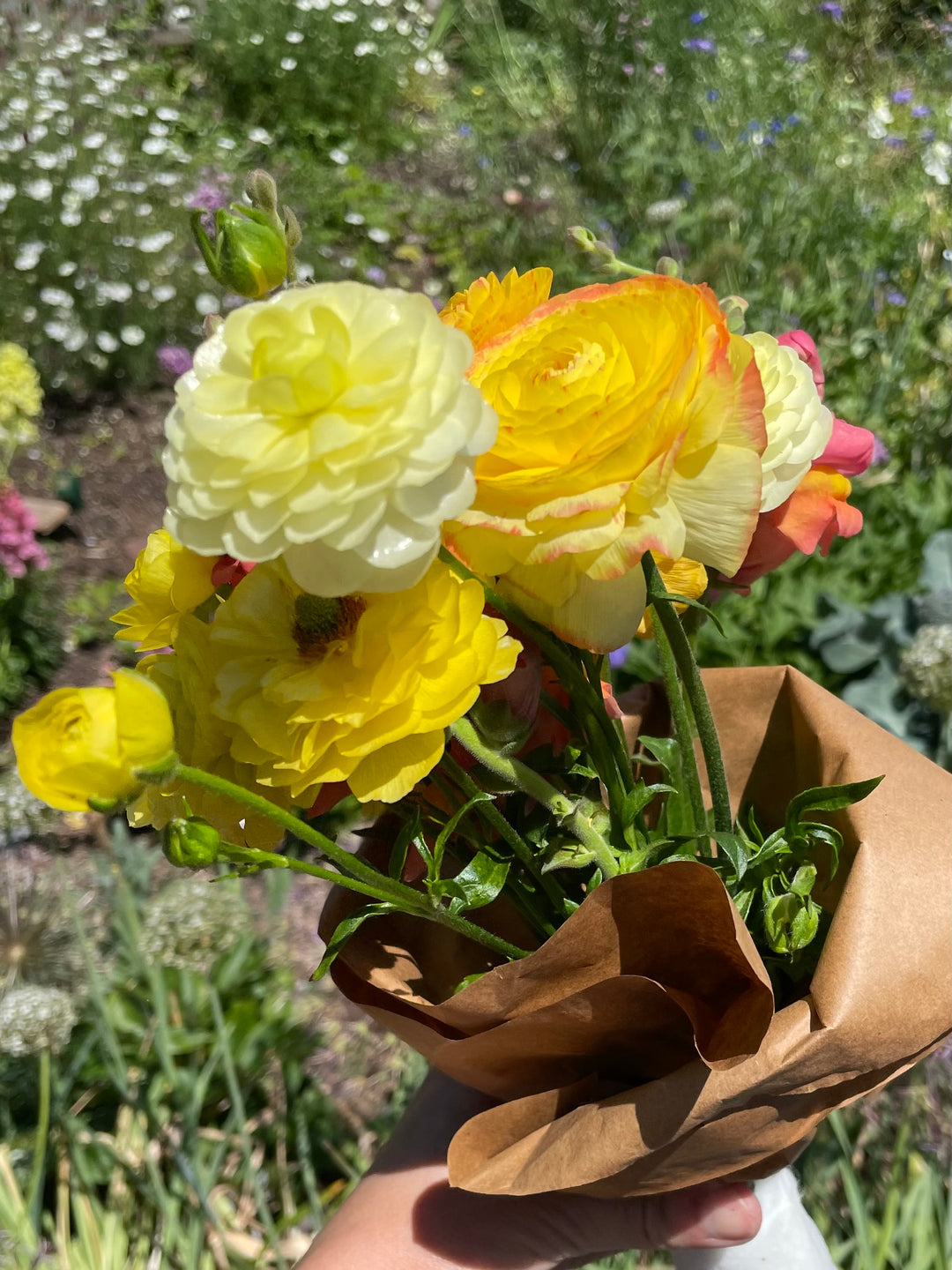 Pastel Lemon Ranunculus corms for sale