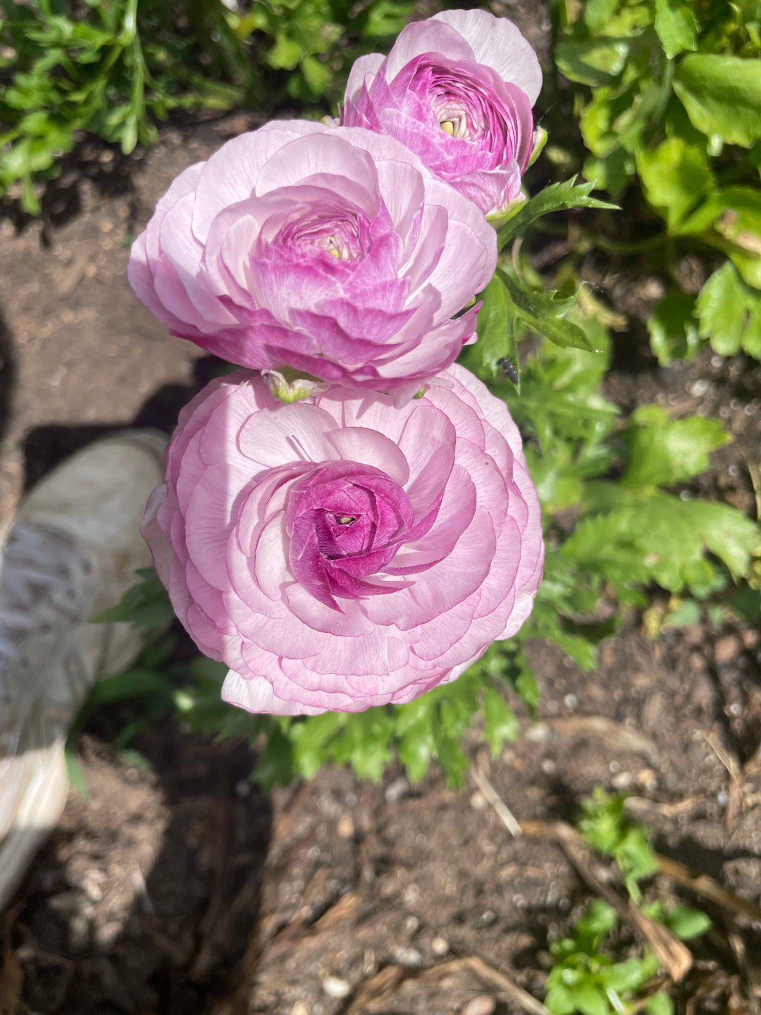 Amandine Ranunculus, Purple Jean-Pack of 10