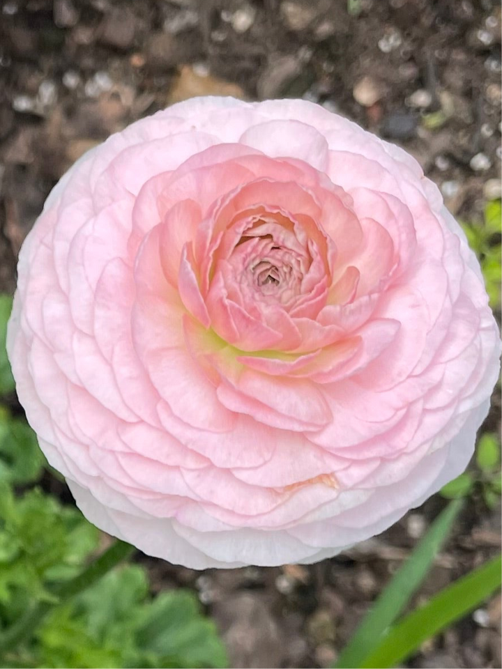 Romance Ranunculus Maritime Blush