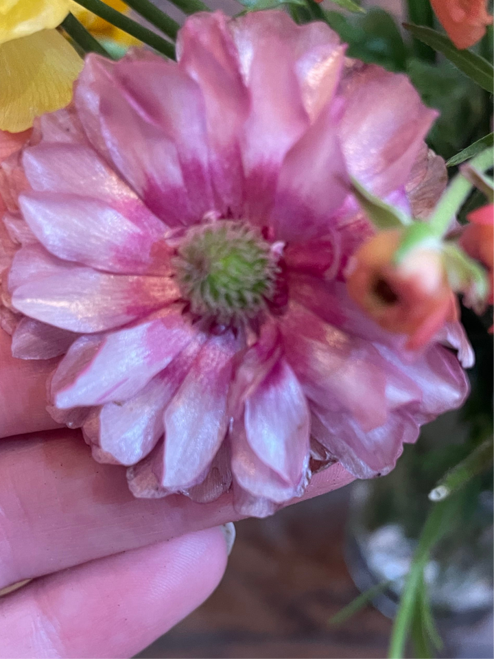 Jupiter new Pink Butterfly Ranunculus