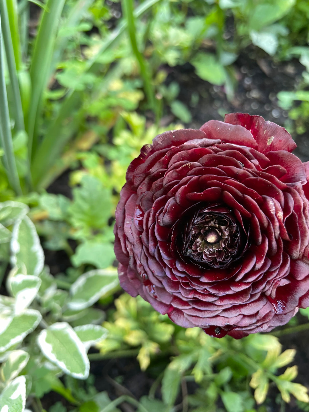 Romance Ranunculus Perigord