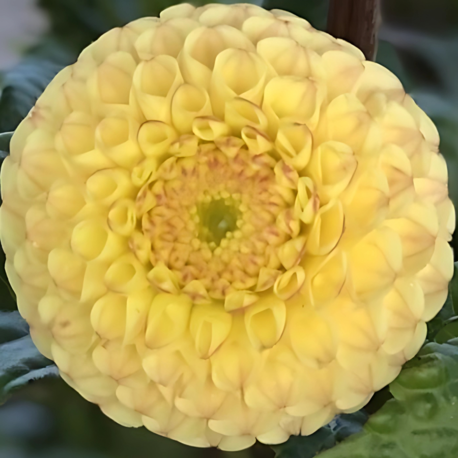 Close-up of a beautiful Buttercup Dahlia flower from The Happy Hour Flowers, showcasing the vibrant yellow petals. A stunning example of the Tangerine Dream Dahlia Tuber, perfect for outdoor gardens. Ideal for gardeners looking for easy-to-grow colorful flowers, this dahlia belongs to a remarkable collection that is both best seller and visually appealing.