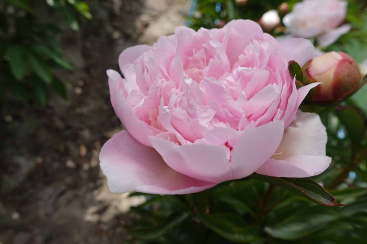 peony bare root alertie