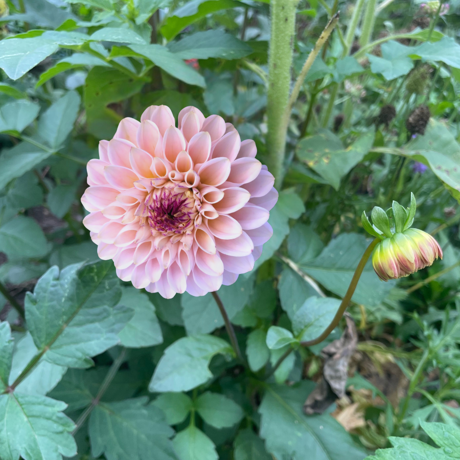 A lovely Wine Eyed Jill Dahlia in soft pink with a radiant ball shape, perfect for vibrant garden displays. Offered by The Happy Hour Flowers during their Dahlia Tuber Sale, it makes an exquisite cut flower choice.