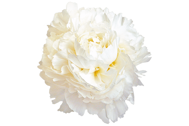 Peony Bare Root Madame Claude Tain