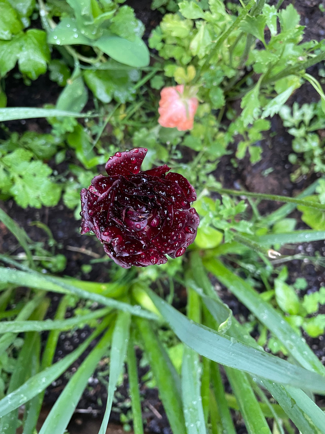 Romance Ranunculus Perigord