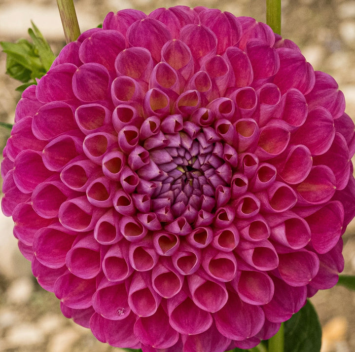 Jowey Frambo Pink Ball Dahlia