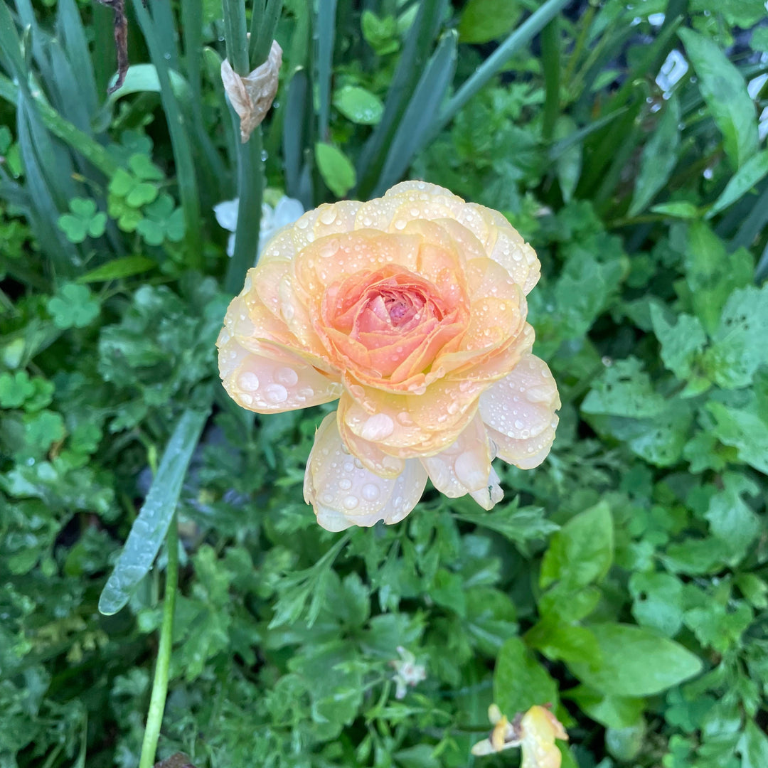 Ranunculus Roses Romeo Romance Ranunculus Collection - The Happy Hour Flowers