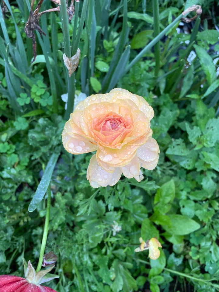 Romance Ranunculus Nohant