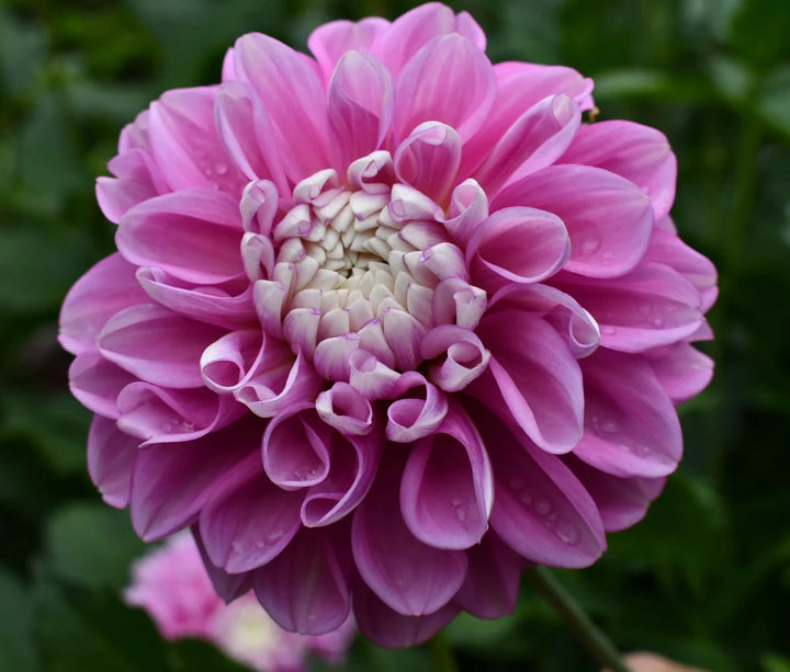 Fluffles Dahlia