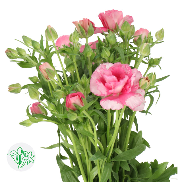 Butterfly Ranunculus Jupiter Corms - Pack of 5