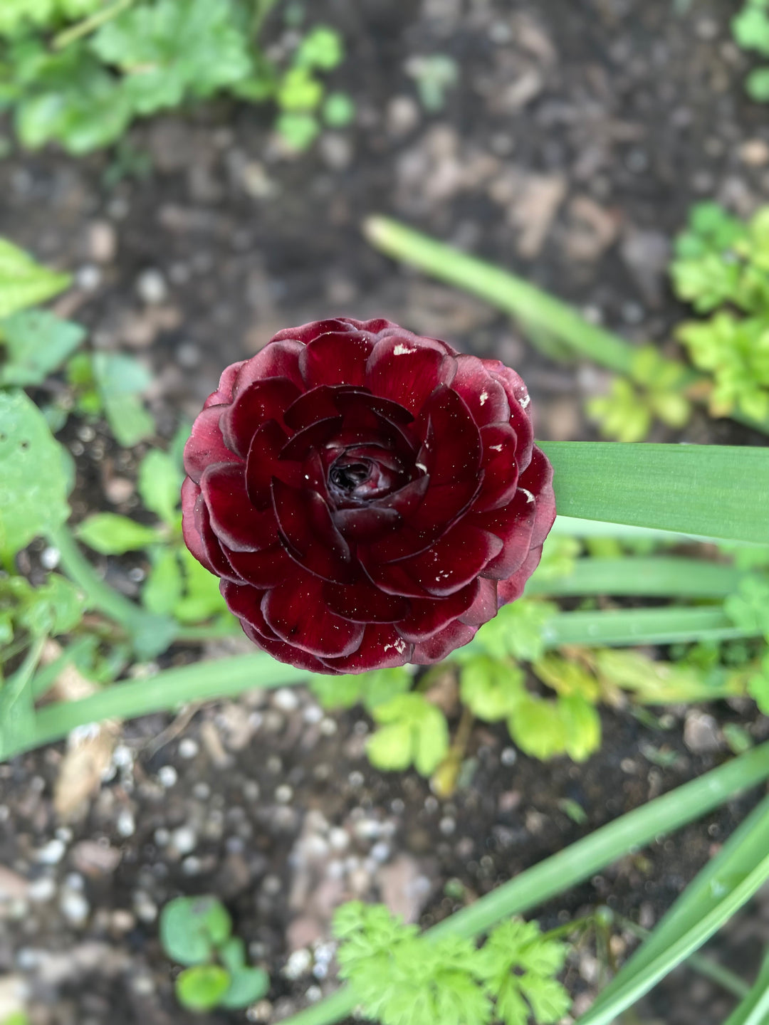 Romance Ranunculus Perigord