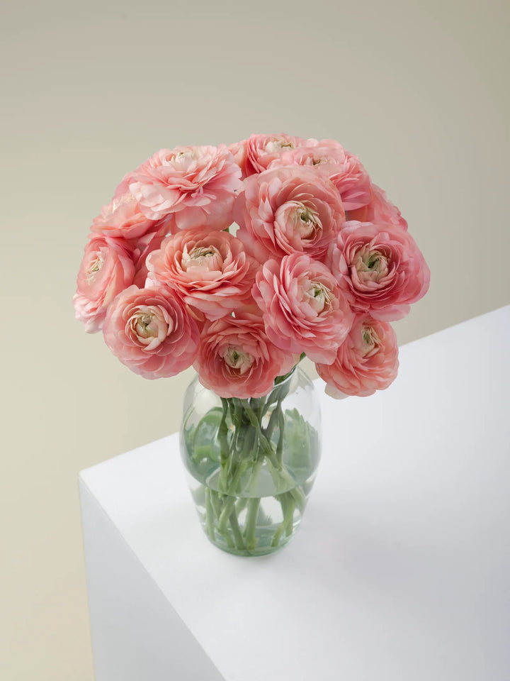 ranunculus grand pastel