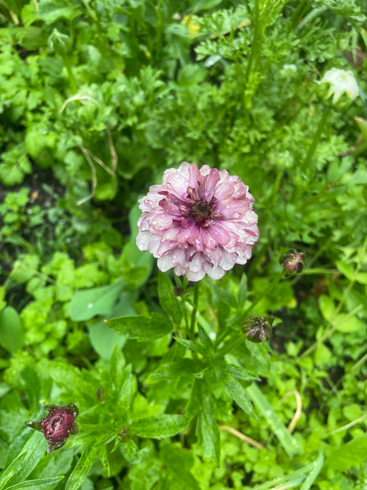 Thiva Butterfly Ranunculus