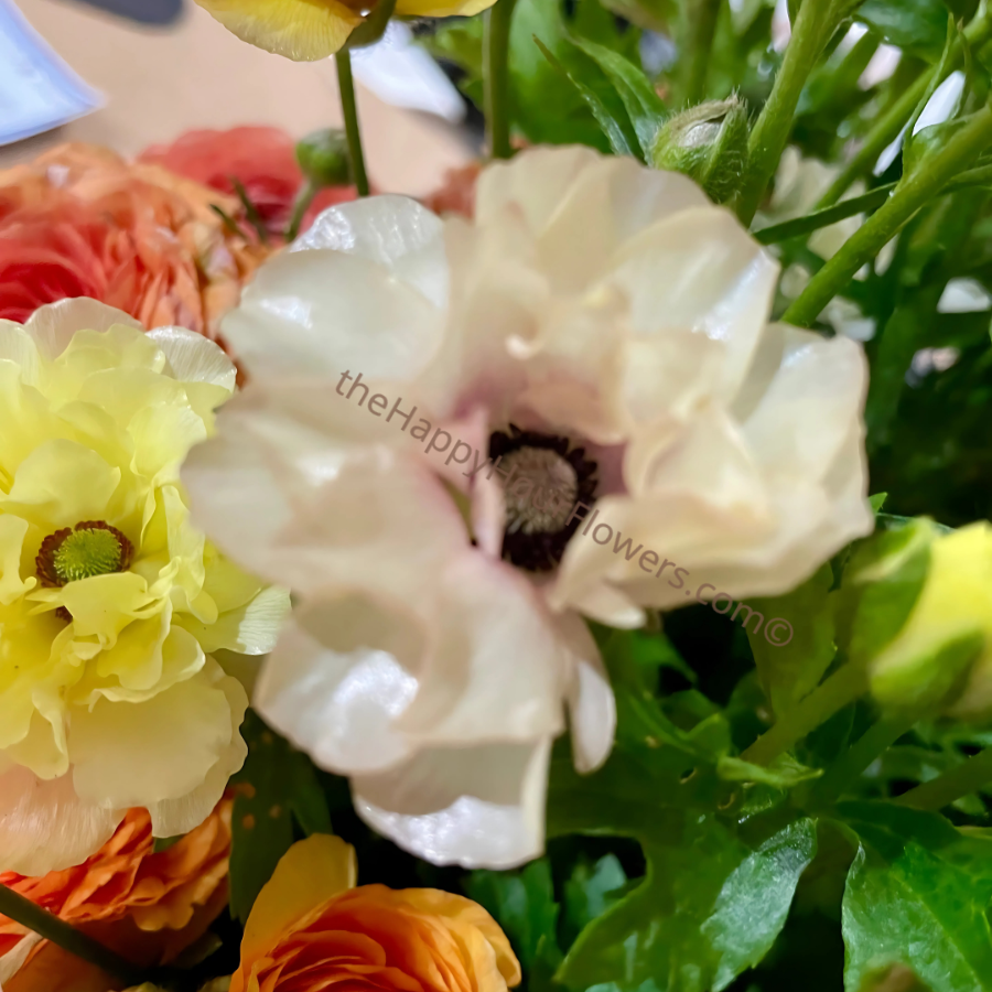 Butterflu Ranunculus Butterfly Ranunculus Corms - Rare Blooms – The Happy Hour Flowers