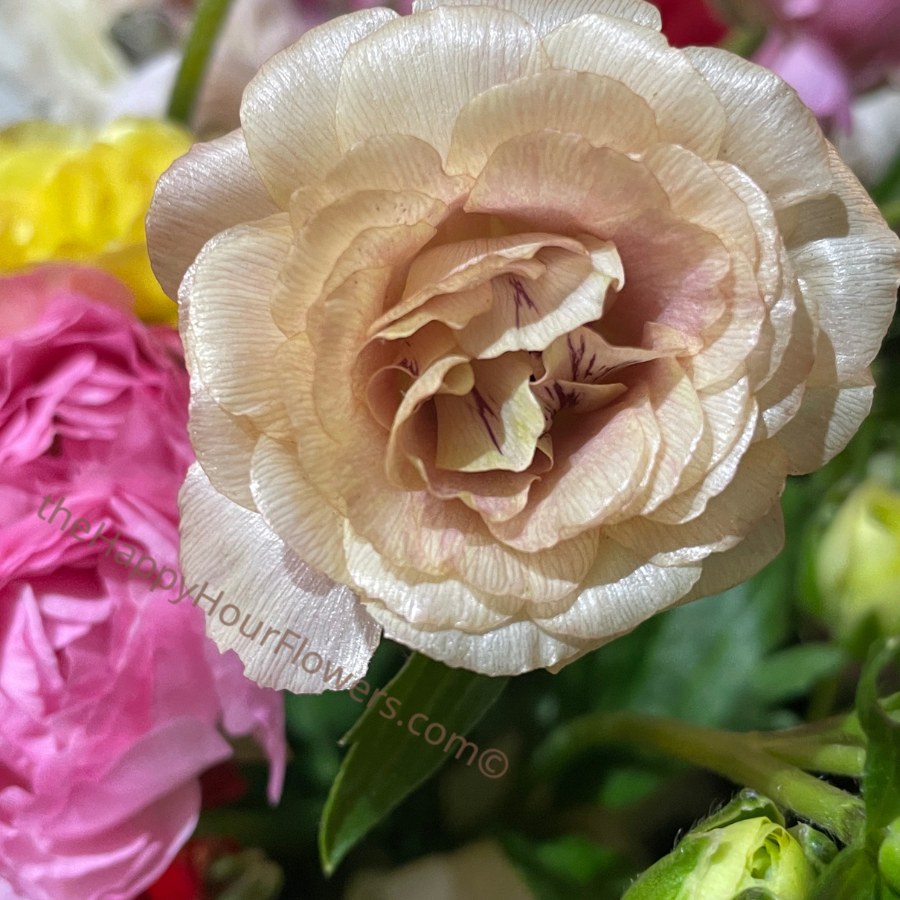 Ranunculus Butterfly Hestia Corms for Sale