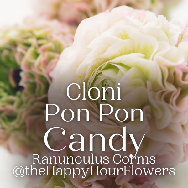 Pon Pon Cloni Ranunculus Corms, Candy, Pack of 5