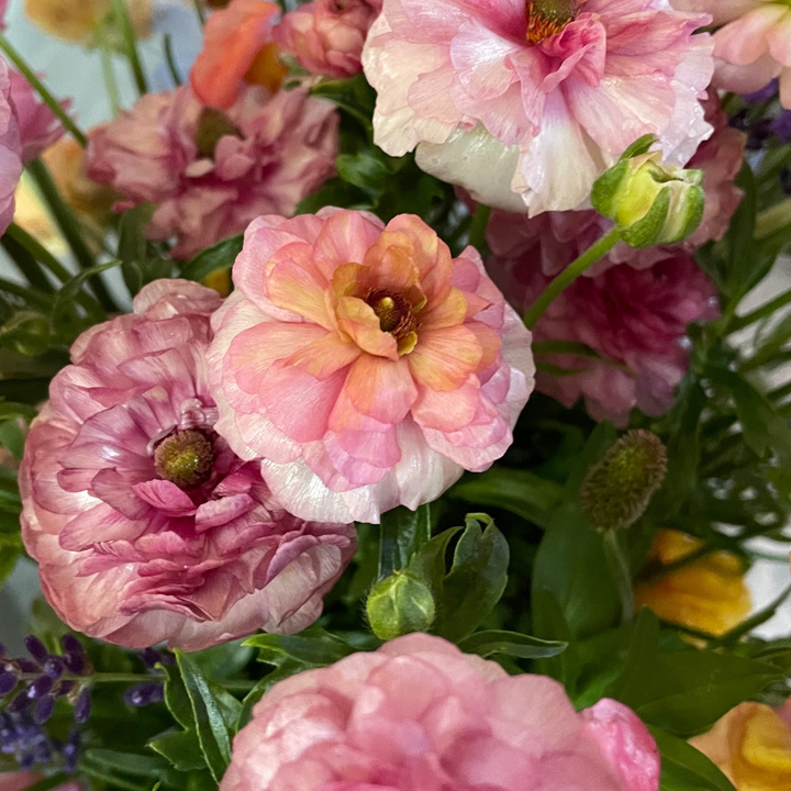 Butterfly Ranunculus Corms; Eris-Pack of 5