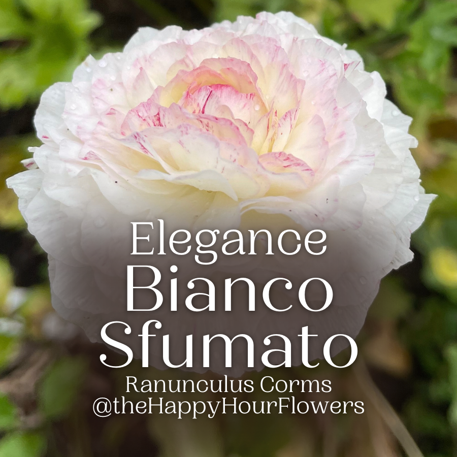 Elegance Ranunculus Corms; Bianco Sfumato- Pack of 10