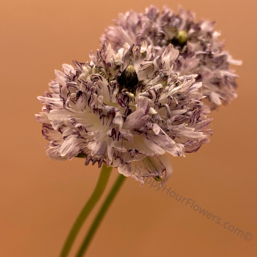 Seti Ranunculus Shop Brushmark Poodle Seti Ranunculus Corms Now! – The Happy Hour Flowers
