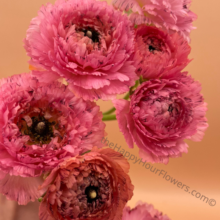 Romance Ranunculus Poodle Ramila Corms for Sale