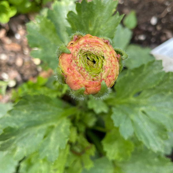 Clone Ranunculus Picardie Clone Ranunculus Corms - 5 Pack – The Happy Hour Flowers