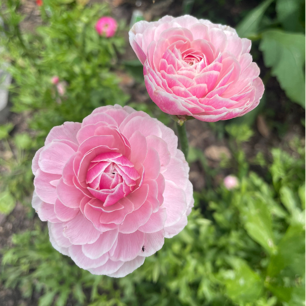 Amandine Ranunculus Corms; Porcelaine- Pack of 10