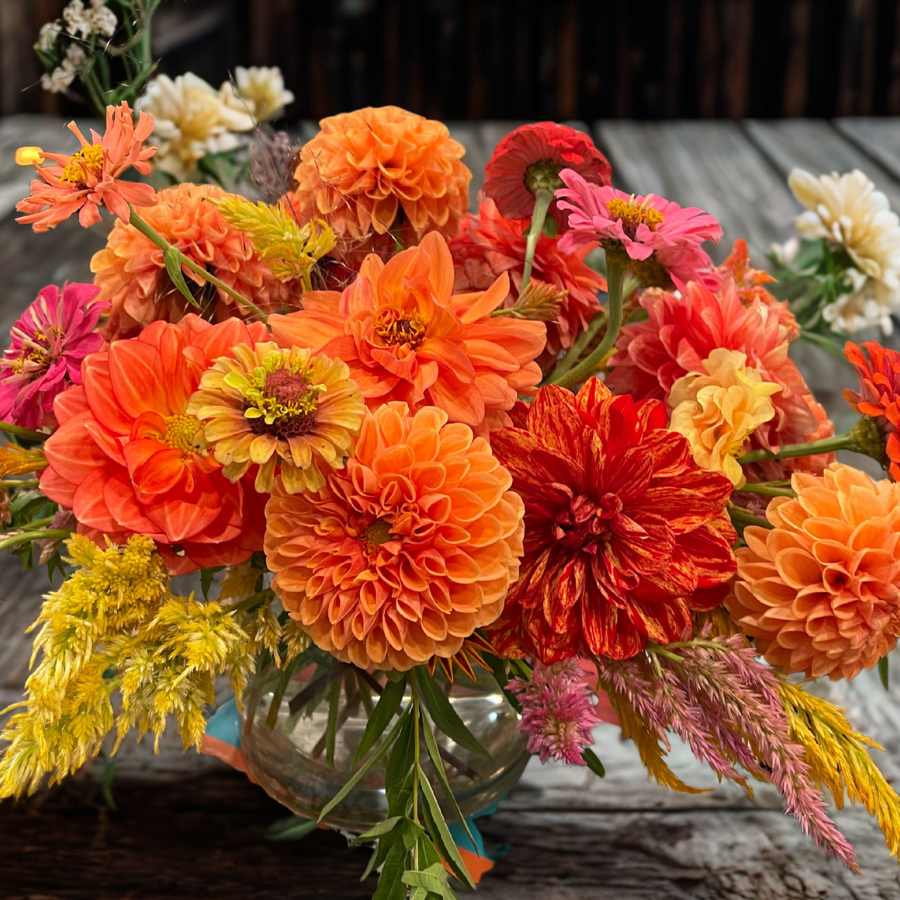 Souvenir d'Ete Dahlia Tuber (Pre-Order)