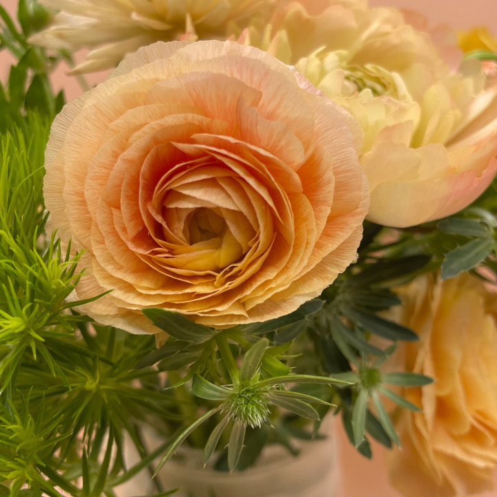 Success Cloni Ranunculus Corms; Honey- Pack of 5