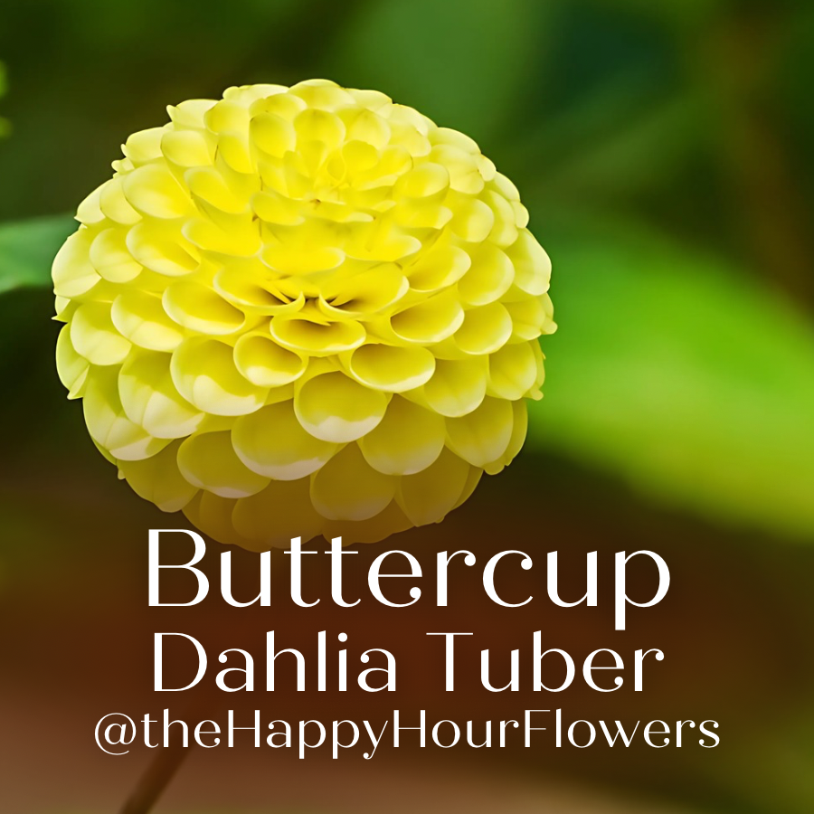 Promotional image featuring a Buttercup Dahlia with text overlay showcasing the product title. This beautiful flower illustrates the allure of the Tangerine Dream Dahlia Tuber available at The Happy Hour Flowers, highlighting its appeal for farmers and garden enthusiasts who love stunning outdoor plants.