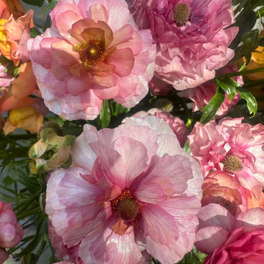 Butterfly Ranunculus Corms; Eris-Pack of 5