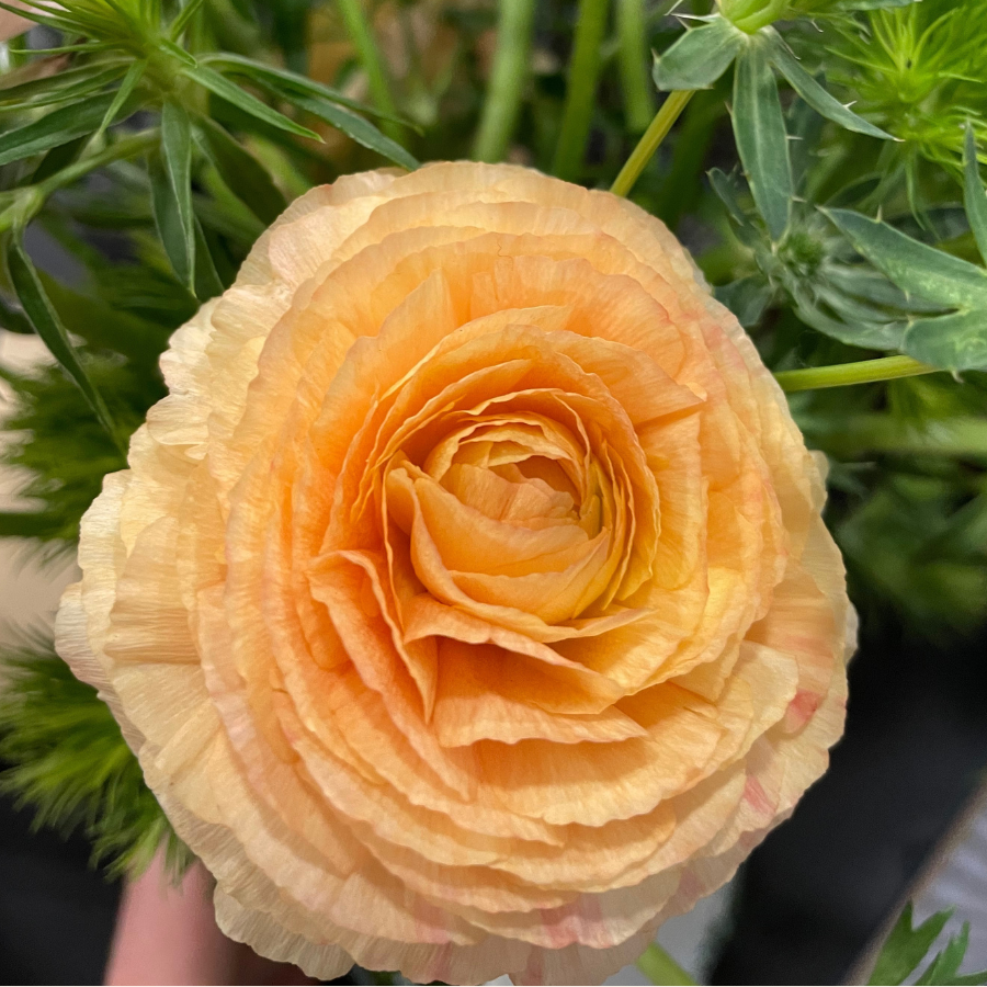 Success Cloni Ranunculus Corms; Honey- Pack of 5
