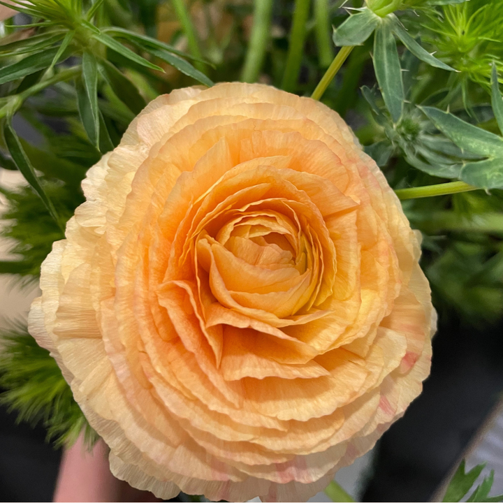 Success Cloni Ranunculus Corms; Honey- Pack of 5