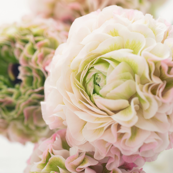 Pon Pon Cloni Ranunculus Corms, Candy, Pack of 5