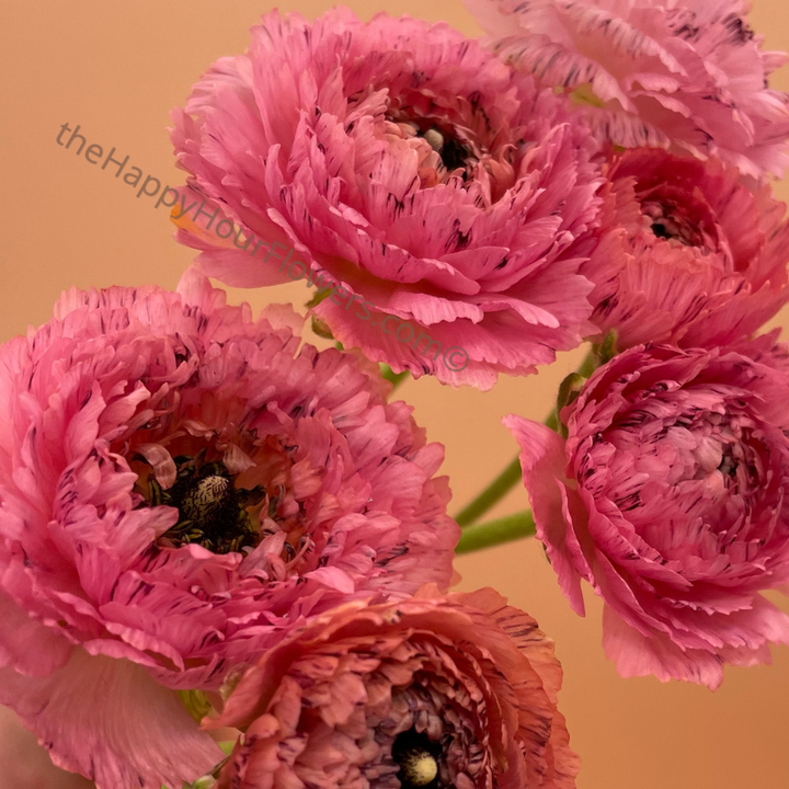 Romance Ranunculus Poodle Ramila Corms for Sale