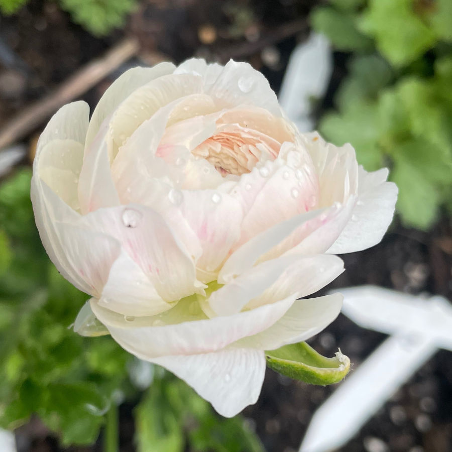 Elegance Ranunculus Corms; Bianco Sfumato- Pack of 10