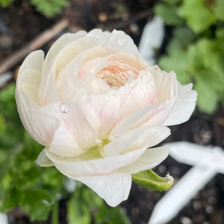 Elegance Ranunculus Corms; Bianco Sfumato- Pack of 10