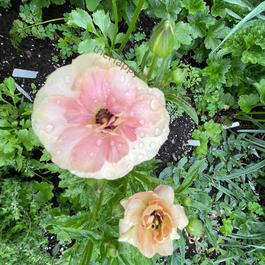 Ranunculus Butterfly Hestia Corms for Sale
