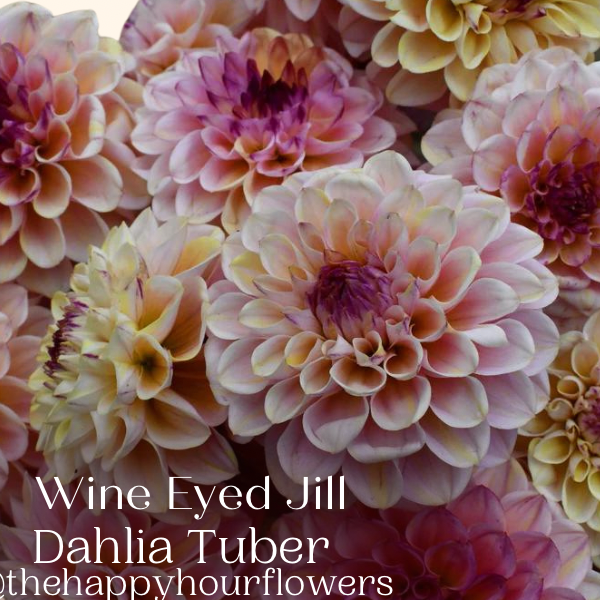 Wine eyed Jill dahlia