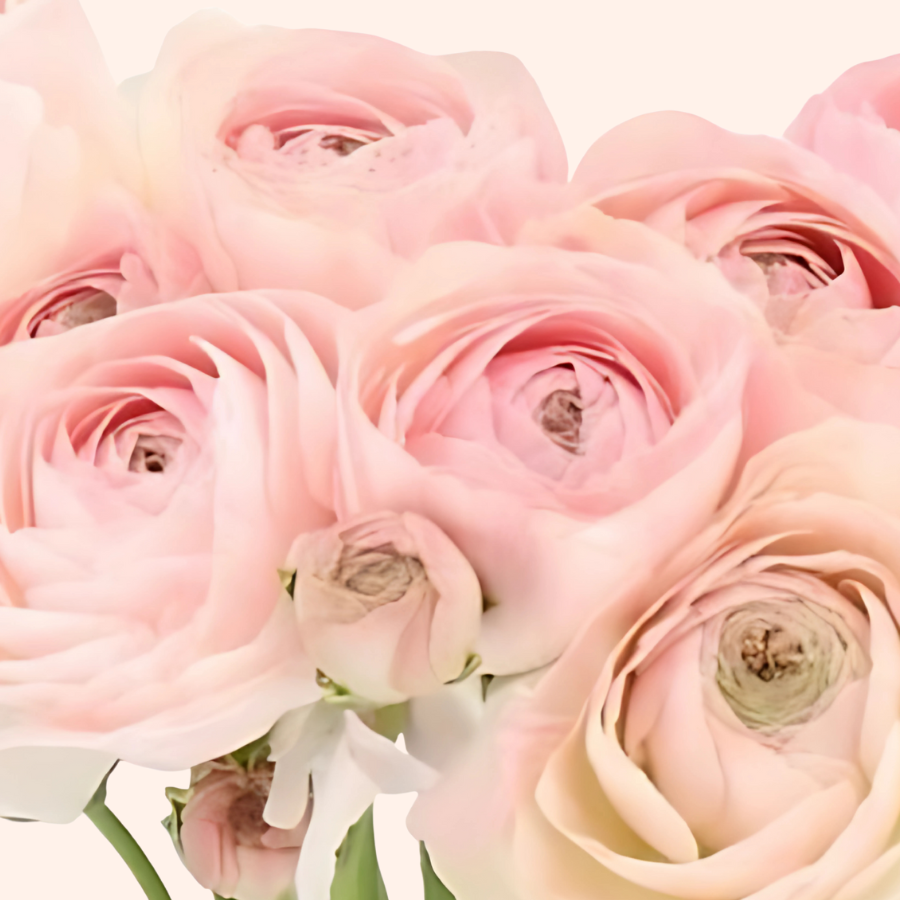 Romance Ranunculus Corms; Ferrand- Pack of 5