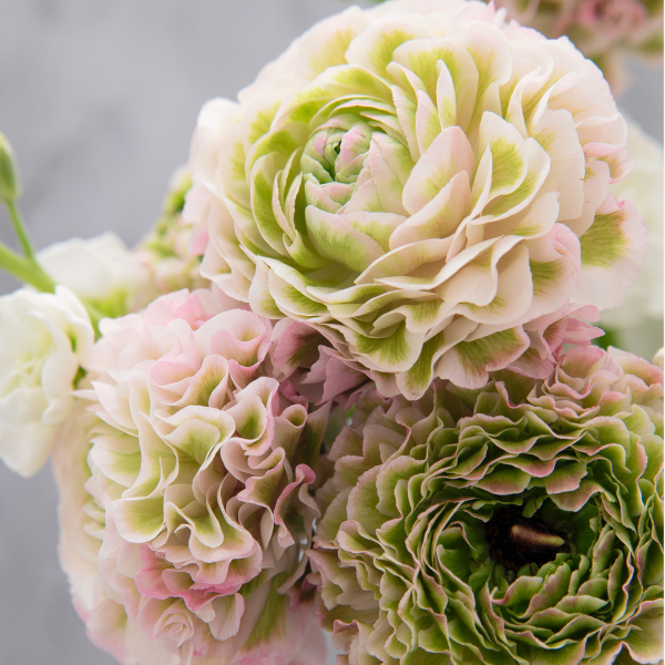 Pon Pon Cloni Ranunculus Corms, Candy, Pack of 5