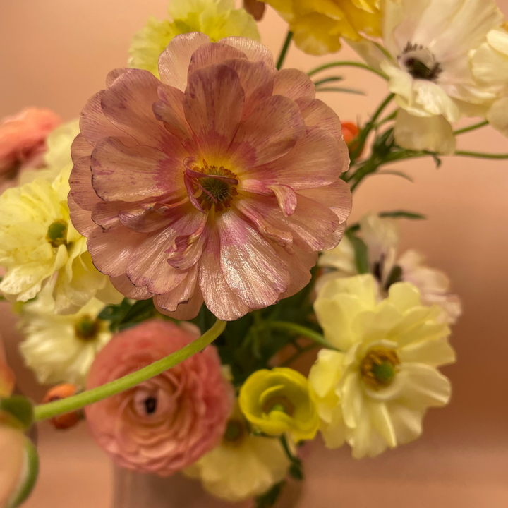Butterfly Ranunculus Corms; Eris-Pack of 5