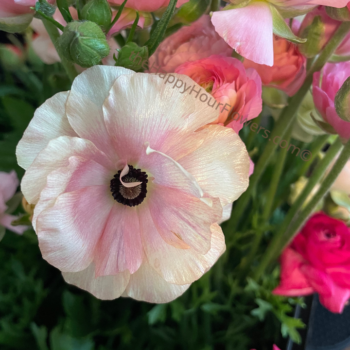Ranunculus Butterfly Hestia Corms for Sale