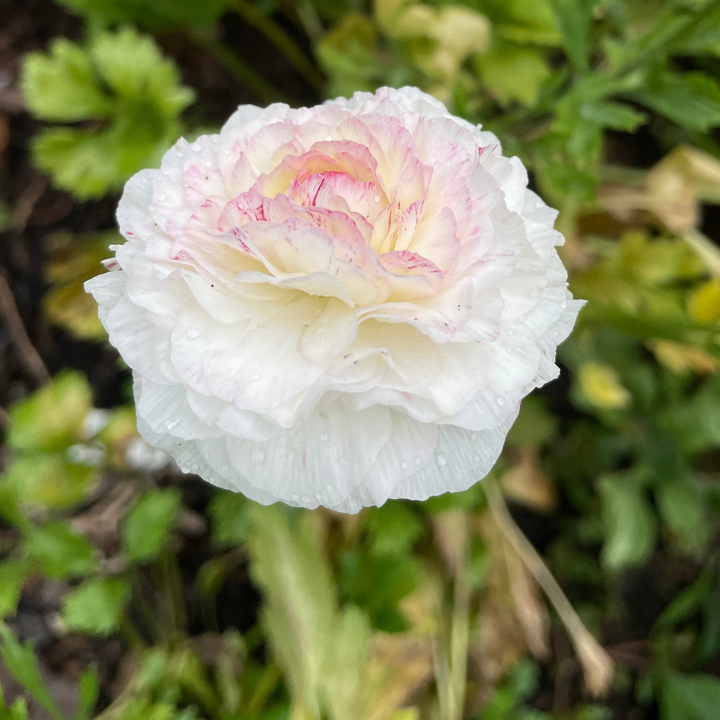 Elegance Ranunculus Corms; Bianco Sfumato- Pack of 10
