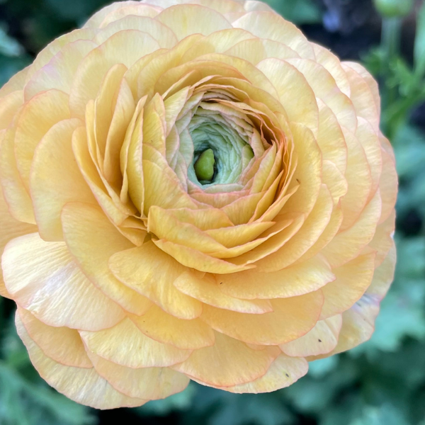 Clone Ranunculus Picardie Clone Ranunculus Corms - 5 Pack – The Happy Hour Flowers