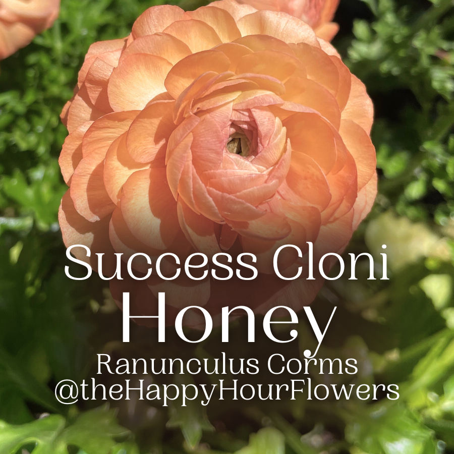 Success Cloni Ranunculus Corms; Honey- Pack of 5
