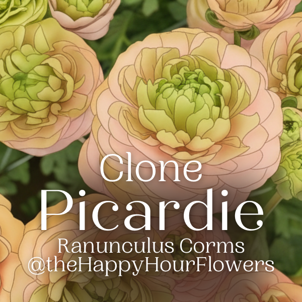 Clone Ranunculus Picardie Clone Ranunculus Corms - 5 Pack – The Happy Hour Flowers