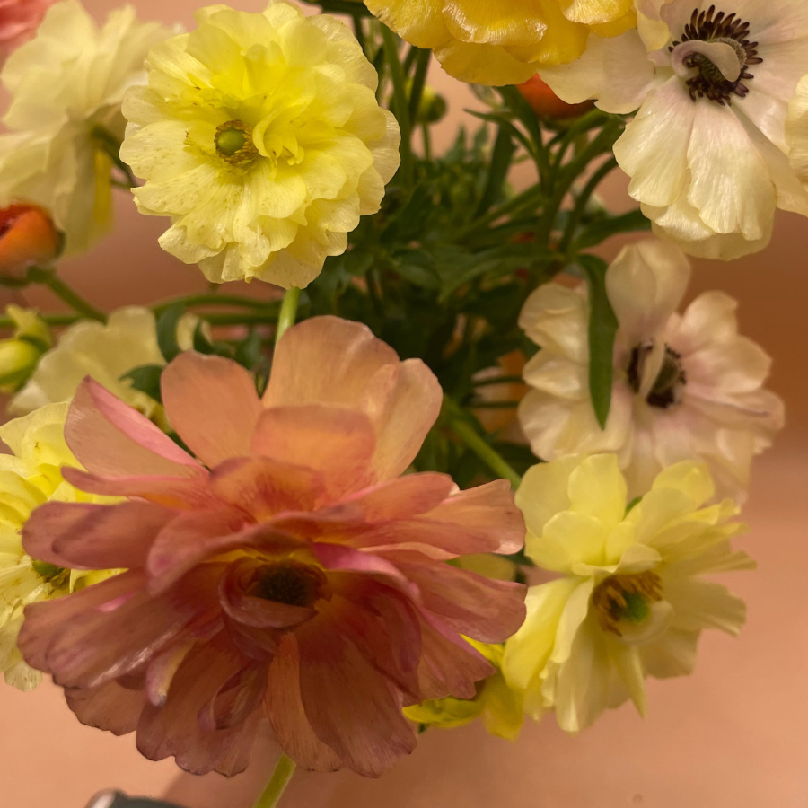 Butterfly Ranunculus Corms; Eris-Pack of 5